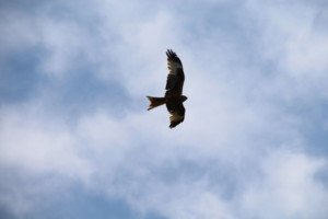 eigenes Bild ©Roter Melan